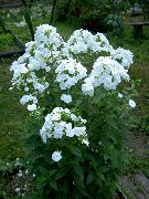 fotoğraf beyaz çiçek Bahçe Floksa