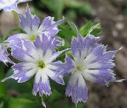 γαλάζιο Ετήσια Phlox, Phlox Drummond Του λουλούδια στον κήπο φωτογραφία