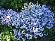 azul claro Phlox, Phlox De Musgo Flores del Jardín foto