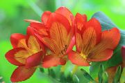 orange Freesia Garden Flowers photo