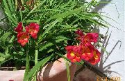 червен Фрезия Градински цветя снимка