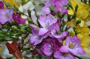 photo lilac Flower Freesia