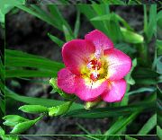 ピンク フリージア 庭の花 フォト