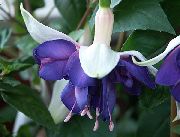 青 スイカズラフクシア 庭の花 フォト