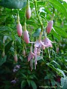 rosa Fuchsia Caprifoglio Fiori del giardino foto