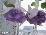foto lila Blomma Kaprifol Fuchsia