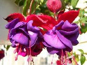 púrpura Fucsia Madreselva Flores del Jardín foto