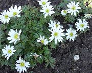 biały Anemone (Zawilce) Przetargu Kwiaty ogrodowe zdjęcie