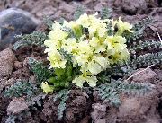 fotoğraf sarı çiçek Crossflower, Mor, Hardal, Mavi Hardal, Ortak Bluemustard, Misk Hardal, Beanpodded Hardal, Tenella Hardal