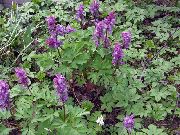 púrpura Corydalis Flores del Jardín foto