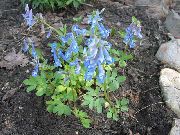fotografie světle modrá Květina Corydalis