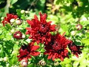 czerwony Chryzantema Koreański Kwiaty ogrodowe zdjęcie