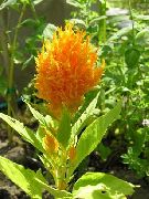 oranje Hanekam, Pluim Plant, Gevederde Amarant Tuin Bloemen foto