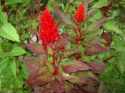 წითელი Cockscomb, Plume ქარხანა, ბუმბულით Amaranth ბაღის ყვავილები ფოტო
