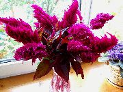 фото бордовий Квітка Целозія