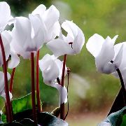 branco Semear Pão, Ciclâmen Resistentes Flores do Jardim foto