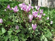 lilac Sow Bread, Hardy Cyclamen Garden Flowers photo