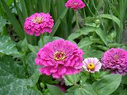 იასამნისფერი Zinnia ბაღის ყვავილები ფოტო