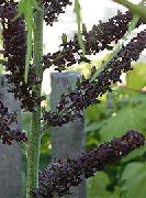 შავი ცრუ Hellebore ბაღის ყვავილები ფოტო