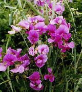 ružový Hrachor Vonný, Večný Hrášok Záhradné Kvety fotografie