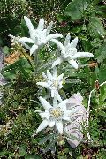ホワイト エーデルワイス 庭の花 フォト