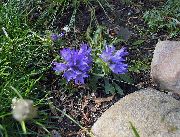 azul claro Campanilla Enano Plateado Flores del Jardín foto