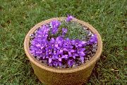 photo purple Flower Silvery Dwarf Harebell