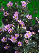 ფოტო ვარდისფერი ყვავილების სპარსული ია, გერმანელი Violet