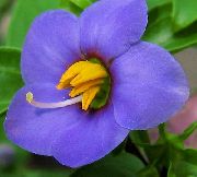 zils Persiešu Violets, Vācu Violets Dārza Ziedi foto