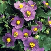 fotografie violet Floare Violet Persană, Violet German
