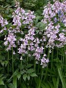photo Spanish Bluebell, Wood Hyacinth Flower