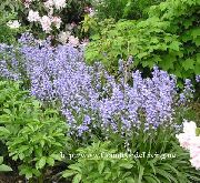fotografie světle modrá Květina Španělština Bluebell, Dříví Hyacint