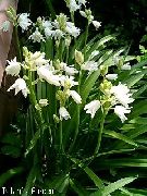ホワイト スペイン語ブルーベル、木材ヒヤシンス 庭の花 フォト