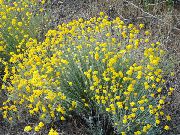 fotografie galben  Oregon Soare, Floarea-Soarelui Lanos, Lânos Daisy