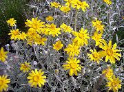 ფოტო ყვითელი ყვავილების Oregon Sunshine, Woolly მზესუმზირის, Woolly Daisy