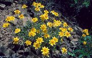 fotografija rumena Cvet Oregon Sunshine, Volnata Sončnice, Volnata Daisy