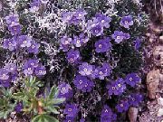 фіолетовий Ерітріхіум (Незабудочнік) Садові Квіти фото