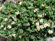 fehér Sarkvidéki Nefelejcs, Alpesi Nefelejcs Kerti Virágok fénykép