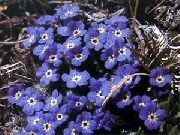 μπλε Αρκτικό Ξεχνάμε-Me-Not, Αλπικό Ξεχνάμε-Me-Not λουλούδια στον κήπο φωτογραφία