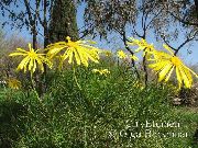 fénykép sárga Virág Bokor Őszirózsa, Zöld Euryops