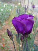 purpurs Prēriju Genciāna, Lisianthus, Texas Bluebell Dārza Ziedi foto