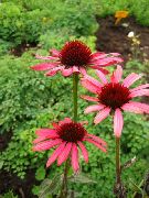 წითელი Coneflower, აღმოსავლეთ Coneflower ბაღის ყვავილები ფოტო