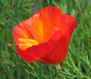 photo rouge Fleur Pavot De Californie