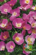 紫丁香 加州罂粟 园林花卉 照片