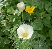 foto balts Zieds California Magoņu