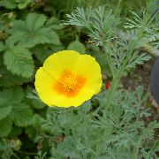 黄 カリフォルニアポピー 庭の花 フォト