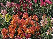 oranžinis Snapdragon, Žebenkštis Anketa Šnipo Sodo Gėlės nuotrauka