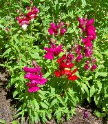 kırmızı Aslanağzı, Gelincik En Burun Bahçe çiçekleri fotoğraf