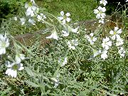 fotografija bela Cvet Snow-V-Poletje