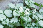 бял Lamium, Мъртва Коприва Градински цветя снимка